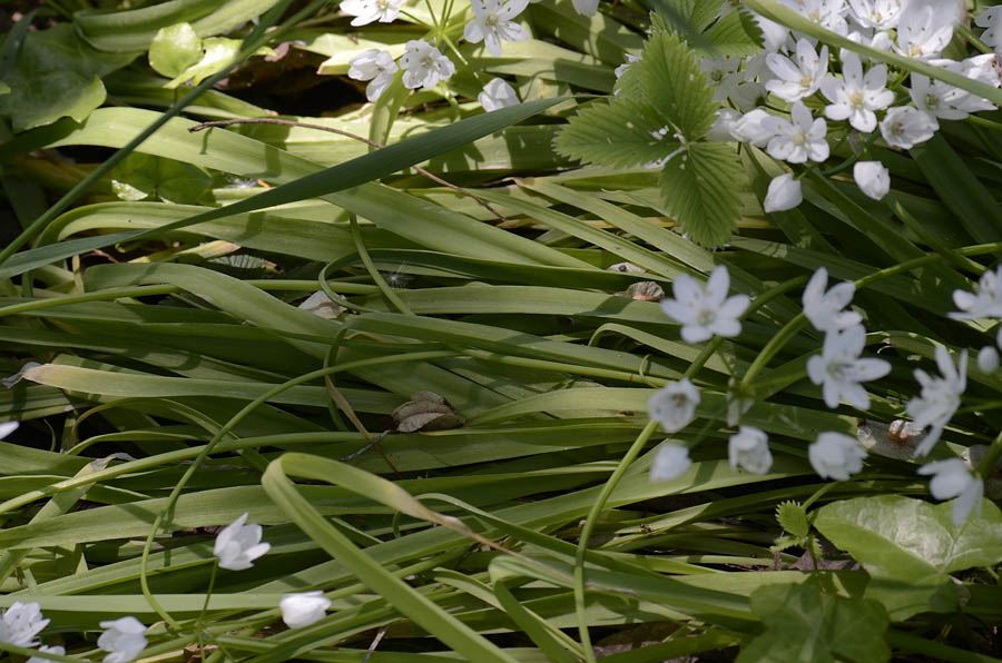 Allium neapolitanum